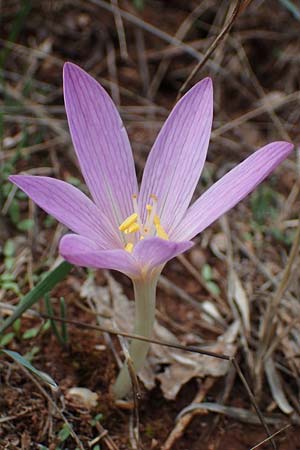 Colchicum neapolitanum \ Neapolitanische Zeitlose / Naples Autumn Crocus, F Maures, La Garde Freinet 8.10.2021