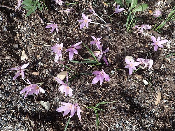 Colchicum neapolitanum \ Neapolitanische Zeitlose / Naples Autumn Crocus, F Maures, Les Mayons 8.10.2021