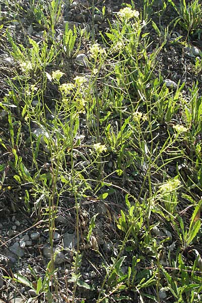 Erucastrum nasturtiifolium \ Stumpfkantige Hundsrauke / Water-Cress Leaved Rocket, F Serres 10.6.2006