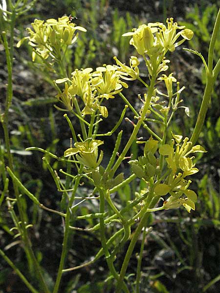 Erucastrum nasturtiifolium \ Stumpfkantige Hundsrauke / Water-Cress Leaved Rocket, F Serres 10.6.2006