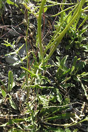 Erucastrum nasturtiifolium \ Stumpfkantige Hundsrauke / Water-Cress Leaved Rocket, F Serres 10.6.2006