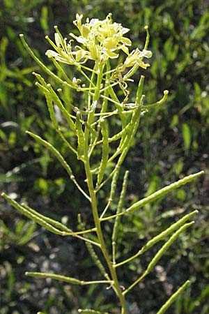 Erucastrum nasturtiifolium \ Stumpfkantige Hundsrauke / Water-Cress Leaved Rocket, F Serres 10.6.2006