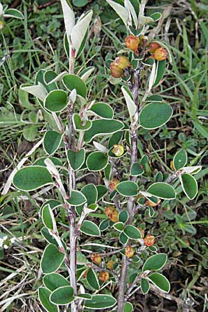 Cotoneaster integerrimus \ Gewhnliche Zwergmispel / Wild Cotoneaster, F Pyrenäen/Pyrenees, Eyne 14.5.2007