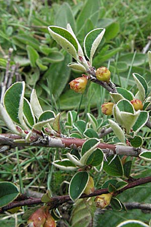 Cotoneaster integerrimus \ Gewhnliche Zwergmispel / Wild Cotoneaster, F Pyrenäen/Pyrenees, Eyne 14.5.2007