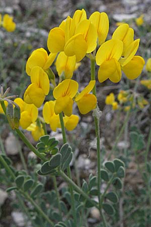Coronilla valentina \ Valencia-Kronwicke, Strauch-Kronwicke / Shrubby Scorpion Vetch, F Dept. Aveyron,  Tiergues 15.5.2007