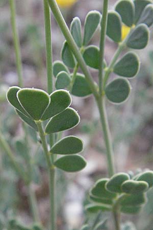 Coronilla valentina \ Valencia-Kronwicke, Strauch-Kronwicke / Shrubby Scorpion Vetch, F Dept. Aveyron,  Tiergues 15.5.2007