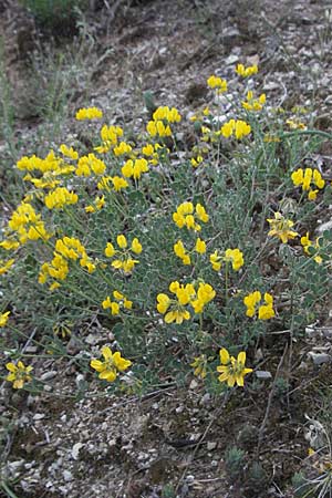 Coronilla valentina \ Valencia-Kronwicke, Strauch-Kronwicke / Shrubby Scorpion Vetch, F Dept. Aveyron,  Tiergues 15.5.2007