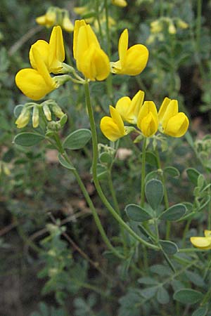 Coronilla valentina \ Valencia-Kronwicke, Strauch-Kronwicke / Shrubby Scorpion Vetch, F Dept. Aveyron,  Tiergues 15.5.2007