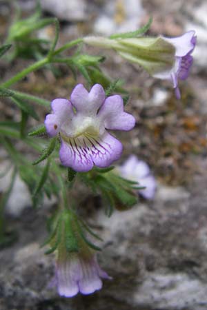 Chaenorhinum origanifolium subsp. crassifolium \ Dickbl&auml;ttriger Orant / Thick-Leaved Toadflax, F Pyren&auml;en/Pyrenees, Aude - Schlucht / Gorge 27.6.2008