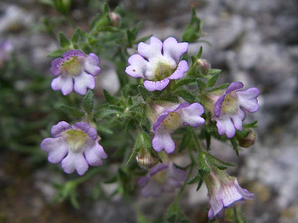 Chaenorhinum origanifolium subsp. crassifolium \ Dickbl&auml;ttriger Orant / Thick-Leaved Toadflax, F Pyren&auml;en/Pyrenees, Aude - Schlucht / Gorge 27.6.2008
