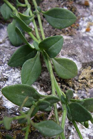 Chaenorhinum origanifolium subsp. crassifolium \ Dickbl&auml;ttriger Orant / Thick-Leaved Toadflax, F Pyren&auml;en/Pyrenees, Aude - Schlucht / Gorge 27.6.2008