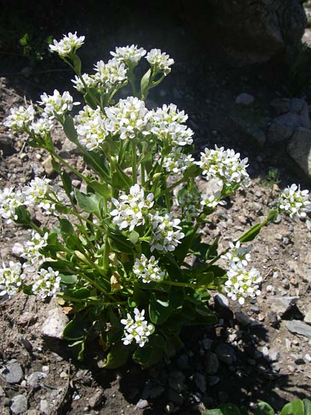 Cochlearia pyrenaica \ Pyrenen-Lffelkraut / Roundfruit Scurvy-Grass, F Col de Lautaret Botan. Gar. 28.6.2008