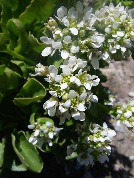 Cochlearia pyrenaica \ Pyrenen-Lffelkraut / Roundfruit Scurvy-Grass, F Col de Lautaret Botan. Gar. 28.6.2008