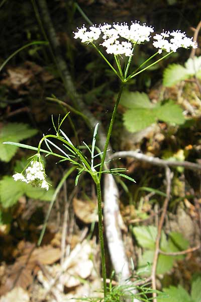 Conopodium majus \ Franzsische Erdkastanie / Pignut, F Millau 29.5.2009