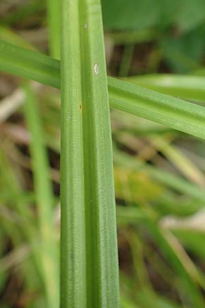 Carex vulpina \ Fuchs-Segge / True Fox Sedge, F Beinheim 27.7.2017