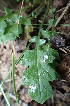 Coincya monensis subsp. cheiranthos \ Lacksenf / Wallflower Cabbage, F Pyrenäen/Pyrenees, Canigou 24.7.2018