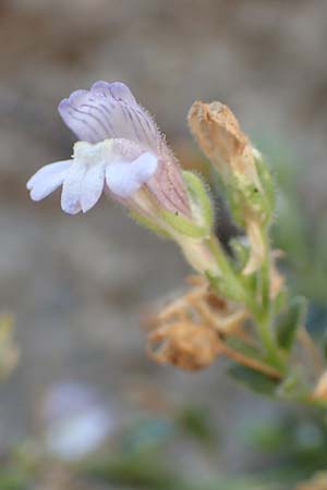Chaenorhinum origanifolium subsp. origanifolium \ Piemonteser Leinkraut / Dwarf Snapdragon, Malling Toadflax, F Pyren&auml;en/Pyrenees, Belesta 11.8.2018