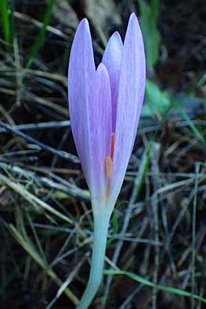 Colchicum autumnale \ Herbst-Zeitlose / Meadow Saffron, Autumn Crocus, F Blieux 6.10.2021