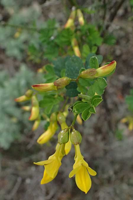 Hippocrepis emerus \ Strauchwicke / Scorpion Senna, F Grasse 15.3.2024