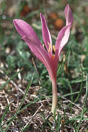 Colchicum neapolitanum \ Neapolitanische Zeitlose / Naples Autumn Crocus, F Montagne du Luberon 11.10.2003