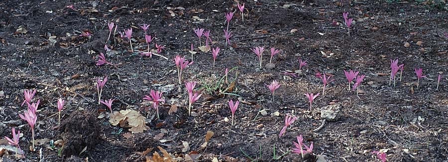 Colchicum neapolitanum \ Neapolitanische Zeitlose / Naples Autumn Crocus, F Maures,  Pierrefeu 12.10.2003