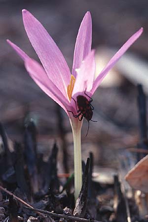 Colchicum neapolitanum \ Neapolitanische Zeitlose / Naples Autumn Crocus, F Maures,  La Motte 12.10.2003