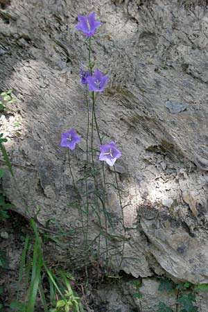 Campanula persicifolia \ Pfirsichblttrige Glockenblume / Peachleaf Bellflower, F Allevard 11.6.2006