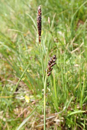 Carex panicea \ Hirse-Segge / Carnation Sedge, F Col de la Bonette 8.7.2016