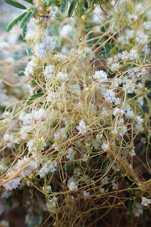 Cuscuta planiflora \ Flachblumige Seide / Red Dodder, Smallseed Dodder, F Barcelonnette 9.7.2016