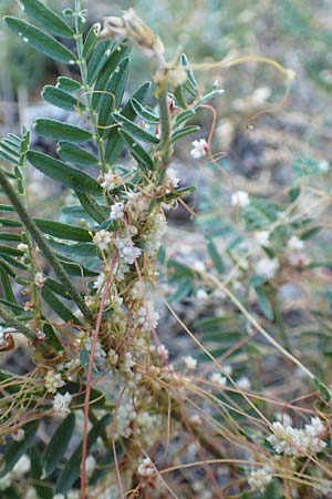 Cuscuta planiflora \ Flachblumige Seide / Red Dodder, Smallseed Dodder, F Barcelonnette 9.7.2016