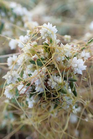 Cuscuta planiflora \ Flachblumige Seide / Red Dodder, Smallseed Dodder, F Barcelonnette 9.7.2016