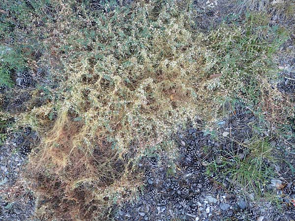 Cuscuta planiflora \ Flachblumige Seide / Red Dodder, Smallseed Dodder, F Barcelonnette 9.7.2016