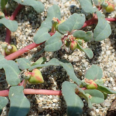 Chamaesyce peplis \ Sumpfquendel-Wolfsmilch / Purple Spurge, F Canet-en-Roussillon 27.7.2018