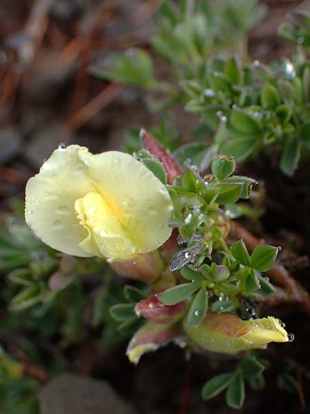 Cytisus pumilus \ Kleiner Behaarter Zwergginster, F L'Authion 1.5.2023