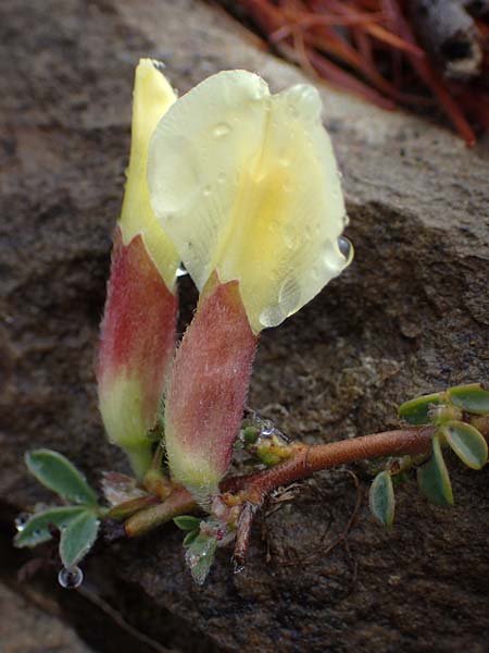 Cytisus pumilus \ Kleiner Behaarter Zwergginster, F L'Authion 1.5.2023