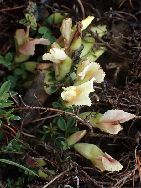 Cytisus pumilus \ Kleiner Behaarter Zwergginster, F L'Authion 1.5.2023