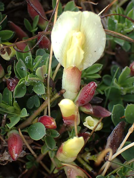 Cytisus pumilus \ Kleiner Behaarter Zwergginster, F L'Authion 1.5.2023