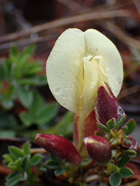 Cytisus pumilus \ Kleiner Behaarter Zwergginster, F L'Authion 1.5.2023