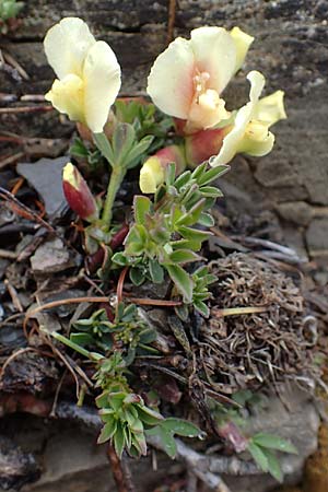 Cytisus pumilus \ Kleiner Behaarter Zwergginster, F L'Authion 1.5.2023