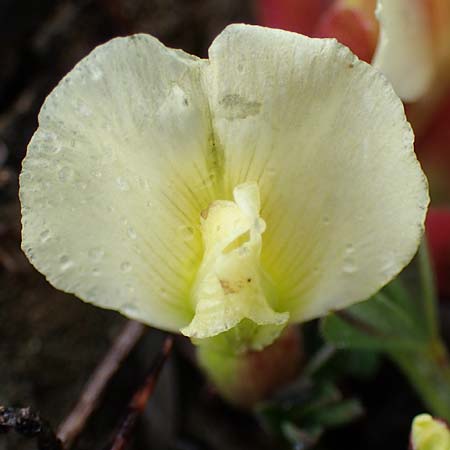 Cytisus pumilus \ Kleiner Behaarter Zwergginster, F L'Authion 1.5.2023