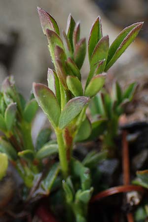 Cytisus pumilus \ Kleiner Behaarter Zwergginster, F L'Authion 1.5.2023