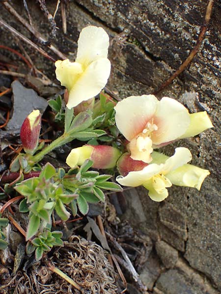 Cytisus pumilus \ Kleiner Behaarter Zwergginster, F L'Authion 1.5.2023