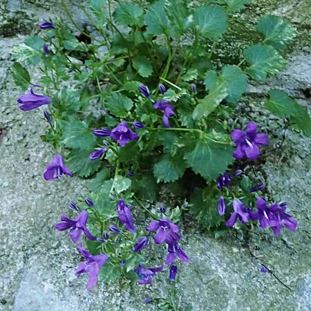Campanula portenschlagiana \ Dalmatiner Glockenblume, Mauer-Glockenblume / Dalmatian Bellflower, F Tende 17.5.2026