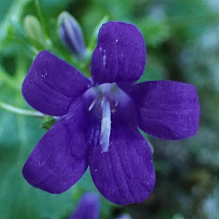 Campanula portenschlagiana \ Dalmatiner Glockenblume, Mauer-Glockenblume / Dalmatian Bellflower, F Tende 17.5.2026