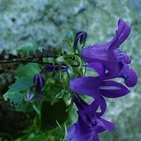 Campanula portenschlagiana \ Dalmatiner Glockenblume, Mauer-Glockenblume / Dalmatian Bellflower, F Tende 17.5.2026