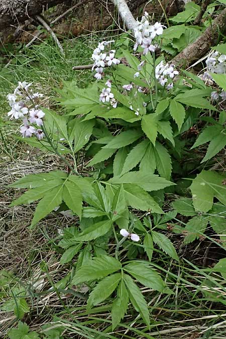 Cardamine heptaphylla \ Siebenbl&auml;ttrige Zahnwurz / Pinnate Coral-Root, F Sospel 18.5.2026