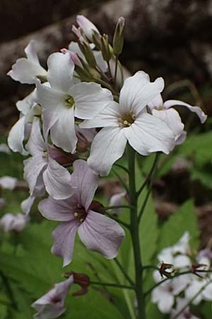 Cardamine heptaphylla \ Siebenbl&auml;ttrige Zahnwurz / Pinnate Coral-Root, F Sospel 18.5.2026