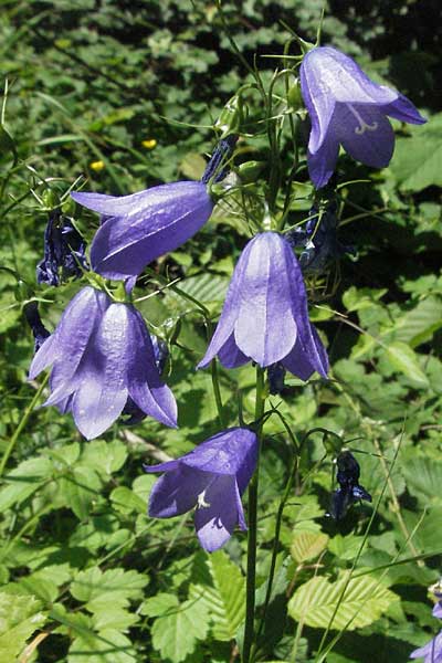 Campanula rhomboidalis \ Rautenblttrige Glockenblume / Diamond-Leaved Bellflower, Broad-Leaved Harebell, F Allevard 11.6.2006