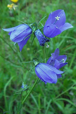 Campanula rhomboidalis \ Rautenblttrige Glockenblume / Diamond-Leaved Bellflower, Broad-Leaved Harebell, F Allevard 11.6.2006
