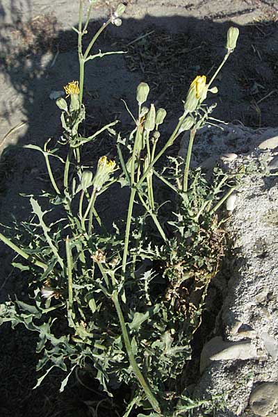 Crepis capillaris \ Kleinkpfiger Pippau, Kleinbltiger Pippau / Smooth Hawk's-Beard, F Avignon 7.8.2006